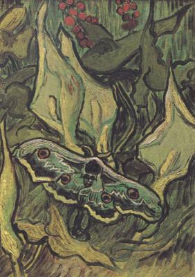 Vincent Van Gogh Death's-Head Moth (nn04) France oil painting art